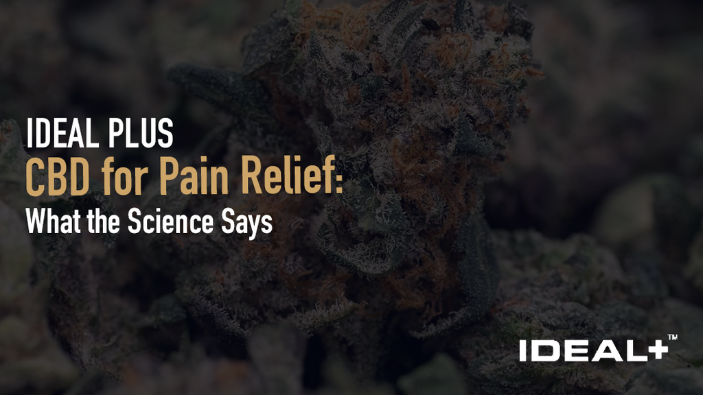 Explore CBD for pain relief how it may interact with the body's pain and inflammation pathways to choosing options for chronic discomfort and muscle recovery.