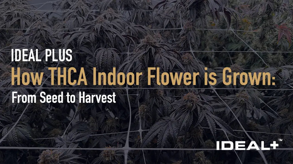 How THCA Indoor Flower is Grown