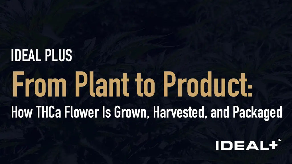 From Plant to Product: How THCa Flower Is Grown Harvested and Packaged
