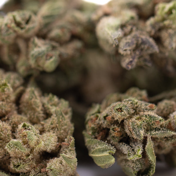 Turtle Taffy THCa Flower Smalls Full-Term