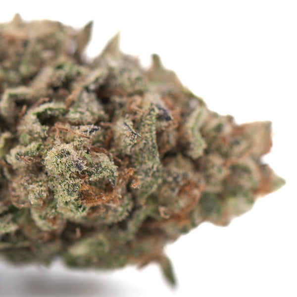 Bahama Bussdown THCa hemp flower bud with green orange hues and trichomes