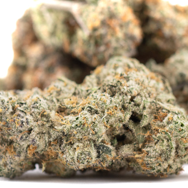 Blueberry Kush pure indica THCa flower with green bud and orange trichomes