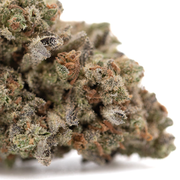 Premium Mega Gummie Bearz THCa Flower bud with vibrant green and orange hues, dense trichomes