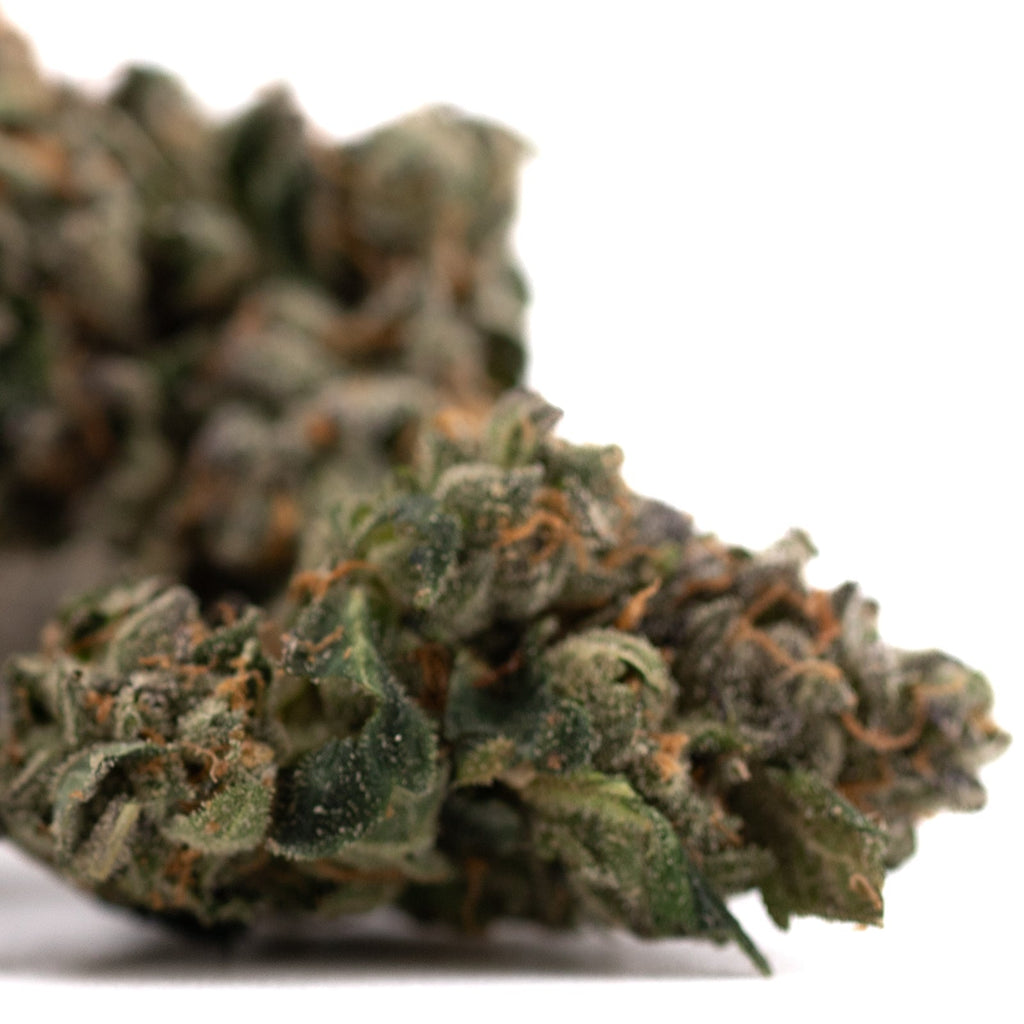 Dense cannabis bud with orange hairs from Rose Gold Runtz Indoor THCa Flower