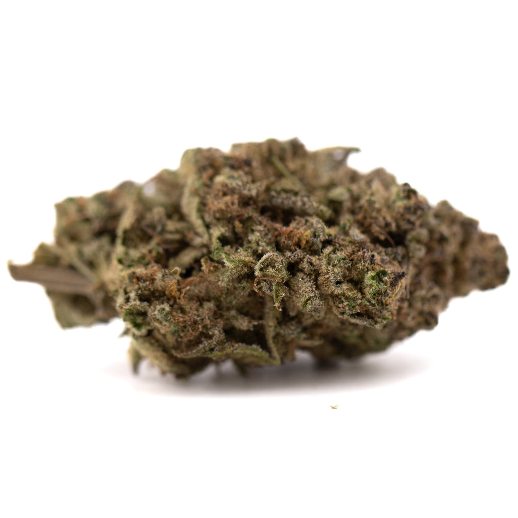 Studio 54 THCa hemp flower bud with green brown hues and dense resin glands